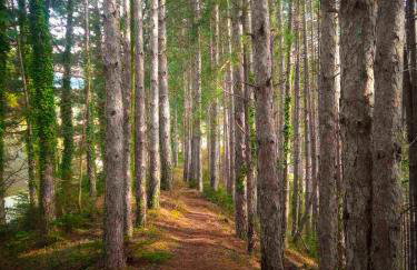 το Πέτρινο της Στέλλας - Foto 27