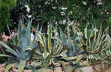 Villa individuelle avec jardin - Foto 17