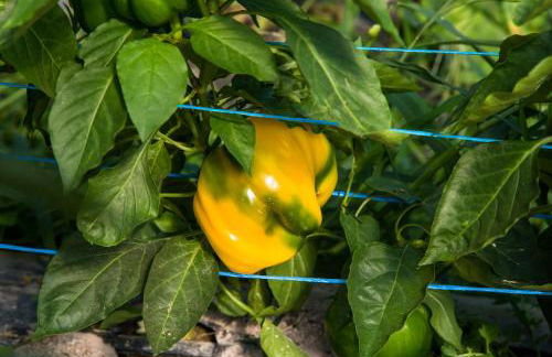 Cascina Veja - Foto 73