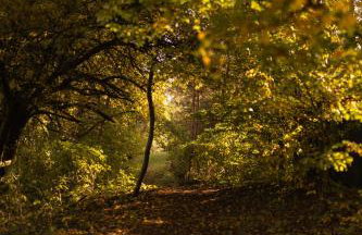 Jemioła Chaty Niedźwiady Małe - Foto 15