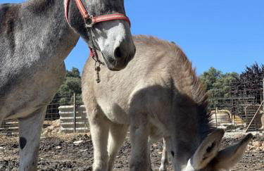 Cortijo Huerta Galindo - Foto 17