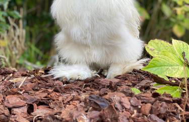 Luxurious royal estate in historic Sintra paradise - Foto 39