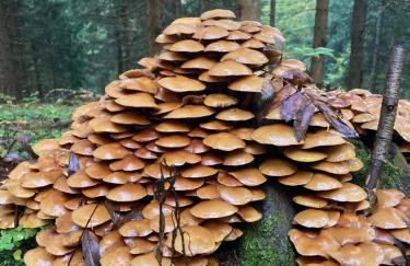 Dom Gościnny Zarembianka - Foto 75