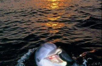 Aspra al delfino blu - Foto 1