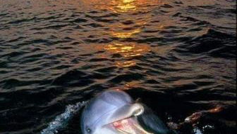 Aspra al delfino blu - Foto 1