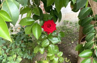 Il Giardino Segreto - Foto 20