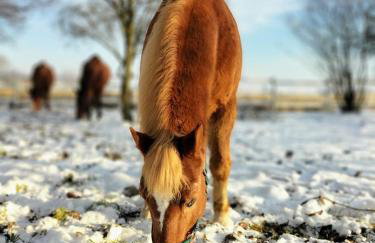 Ranczo Popowice - Foto 22