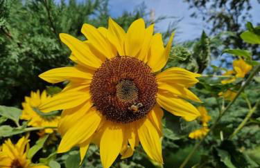 Ferienwohnung Grüne Auszeit - Foto 21