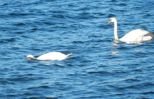 Apartments Sonne am Sund - Photo 77