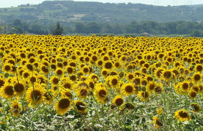 Tour della caverna di St Cirq LaPopie e Pech Merle da Tolosa - Foto 3
