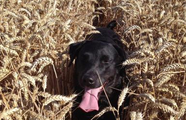 Fullers Hill Cottages - Foto 8