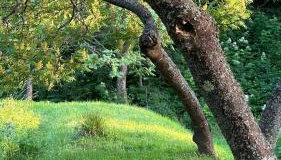 ZIELONY GAJ przy SOLINIE - Foto 3