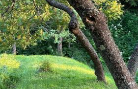 ZIELONY GAJ przy SOLINIE - Foto 3