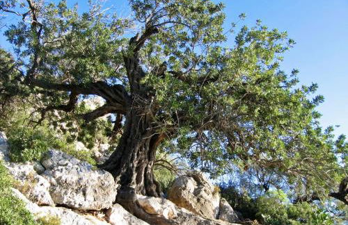 Appartamenti Le Mimose - Foto 35