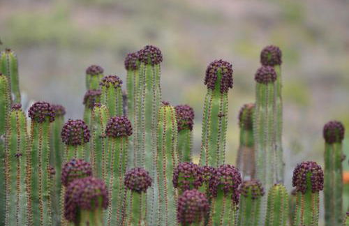 Mirador del Gallego - Foto 30