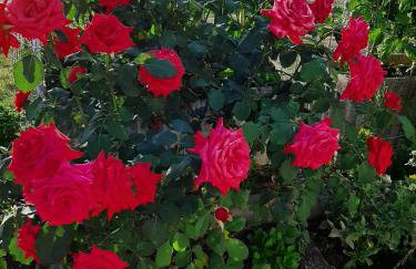 Apartments Donadic III, Caska - Photo 21