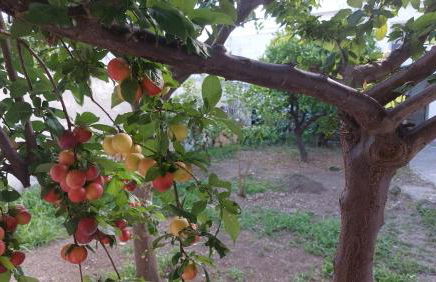 JONIA Appartamento vacanze vicino al mare con giardino - Foto 18