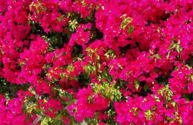 Villa El Salam Campo Mijas - Photo 16