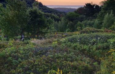 Vana Kuti-cabin in the woods - Foto 18