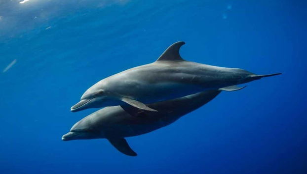 Swimming with Dolphins in Zanzibar - Foto 2