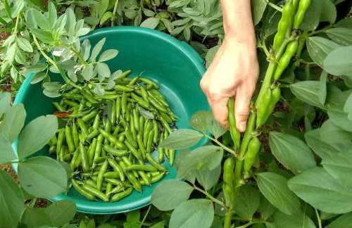 Chalé Ametista na Amarte perto do Templo Budista - Foto 25