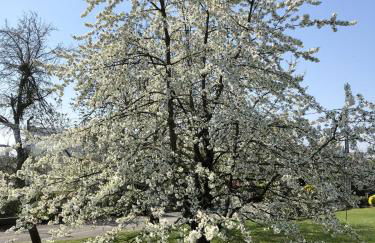 Le Clos des Pommiers Fuji - Foto 15