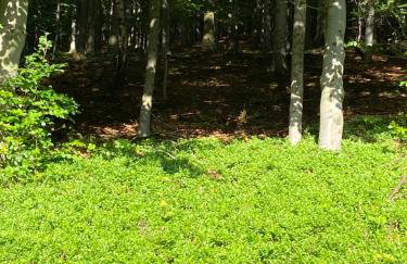 Forest house - Foto 41