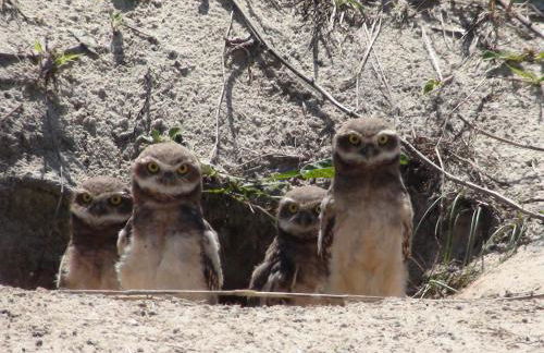 PRAIA 4 ILHAS Apartamento 1 Quarto a 50M da Praia - Photo 36