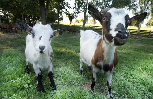 Ferienwohnung Vogelschar Urlaub auf dem Lebenshof - Foto 12