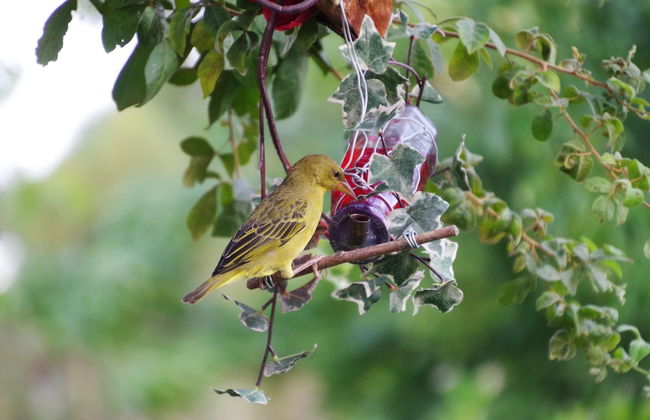 Aalkies Dream Luxurious Selfcatering - Foto 37