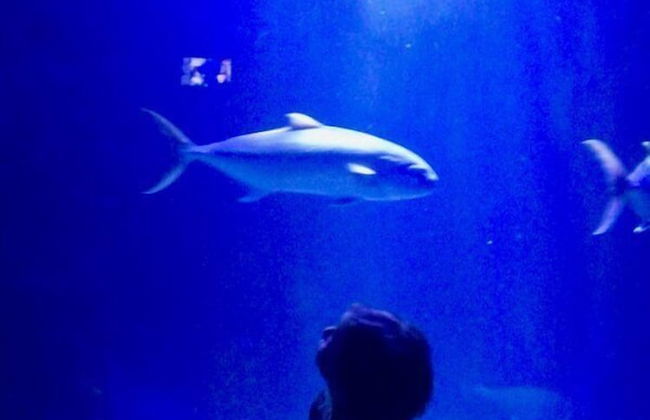 Casa Gianni Cala Gonone Mare - Photo 23