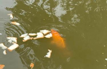 Chalés Recanto da Serra - Photo 15