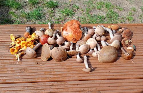 Siedlisko Radogoszcz, jacuzzi ,sauna - Foto 9