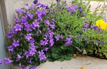 Cranny Cottage Carnlough - Foto 25