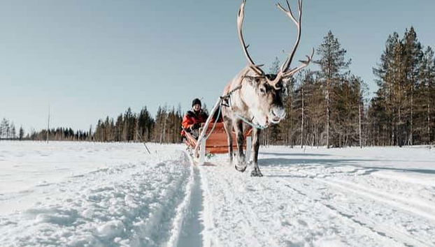 Rena puxando um trenó