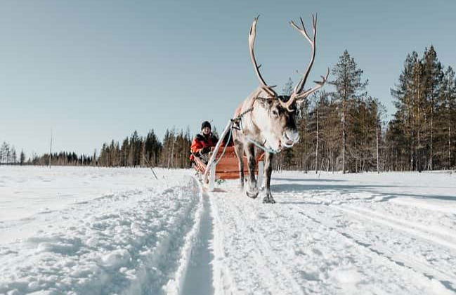 Reindeer Farm Tour - Photo 3