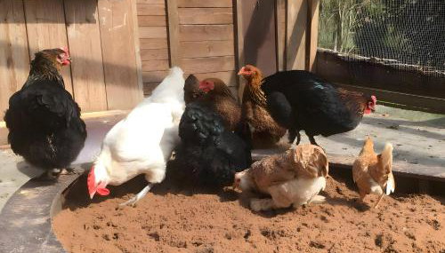 Hof in L i e b e s d o r f - Foto 5