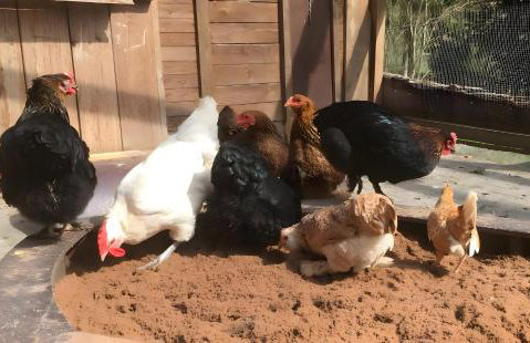 Hof in L i e b e s d o r f - Foto 5