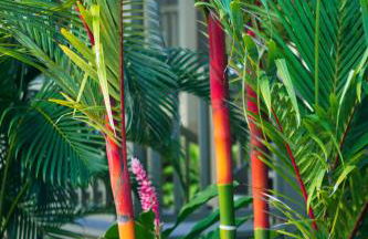 Hana Kai Maui - #201 Honokalani - oceanview 1 BR - Foto 11