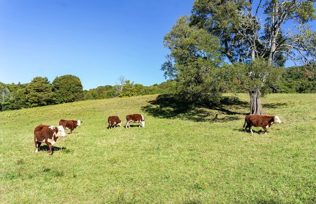 Lilyview Cottage - Robertson - Foto 27