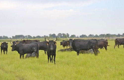 Mas de Cerier - Foto 18