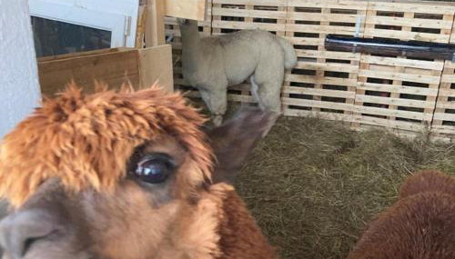 Hof Lebenslust für Mensch und Tier - Foto 4