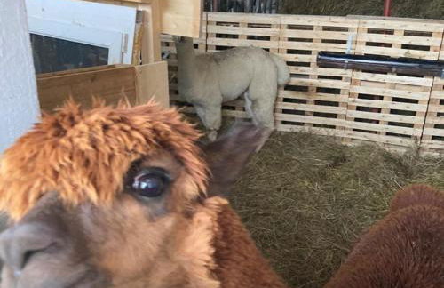 Hof Lebenslust für Mensch und Tier - Foto 4