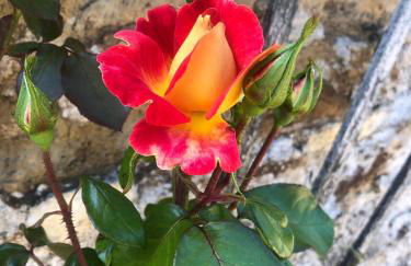 Bolton's Cottage - Foto 13