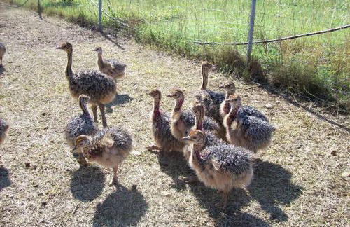 Les Roulottes-Gîtes de la Ferme de l'Autruche Dromoise - Foto 15