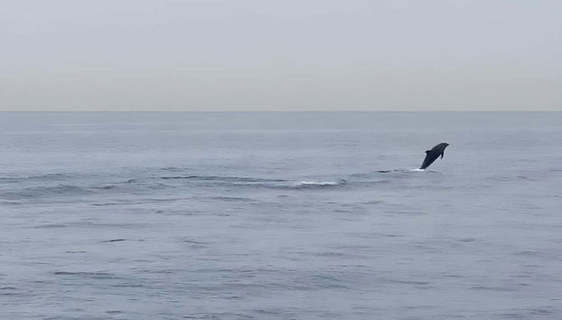 Dolphin Spotting in Marbella - Foto 4