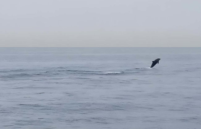 Avistamiento de delfines en la costa de Marbella - Foto 4