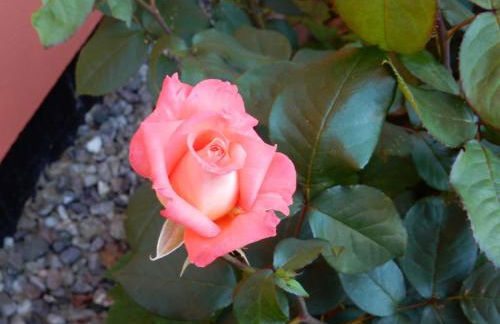 FeWo WE 6402 Ferien u Angeln auf Rügen-ruhige Lage,Garten! - Foto 14