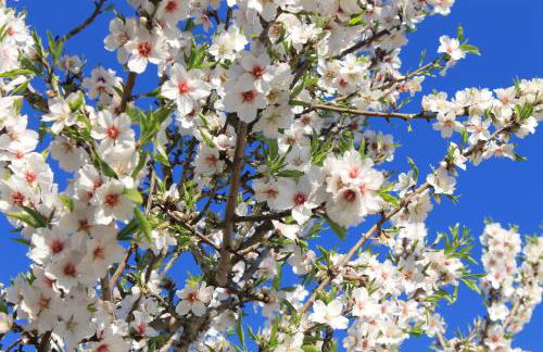 Casinha dos Avós - Foto 14