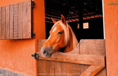 Casa de Campo entre o Abaís e a Caueira - Foto 31